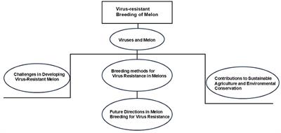 Overview of research on virus-resistant breeding of melon